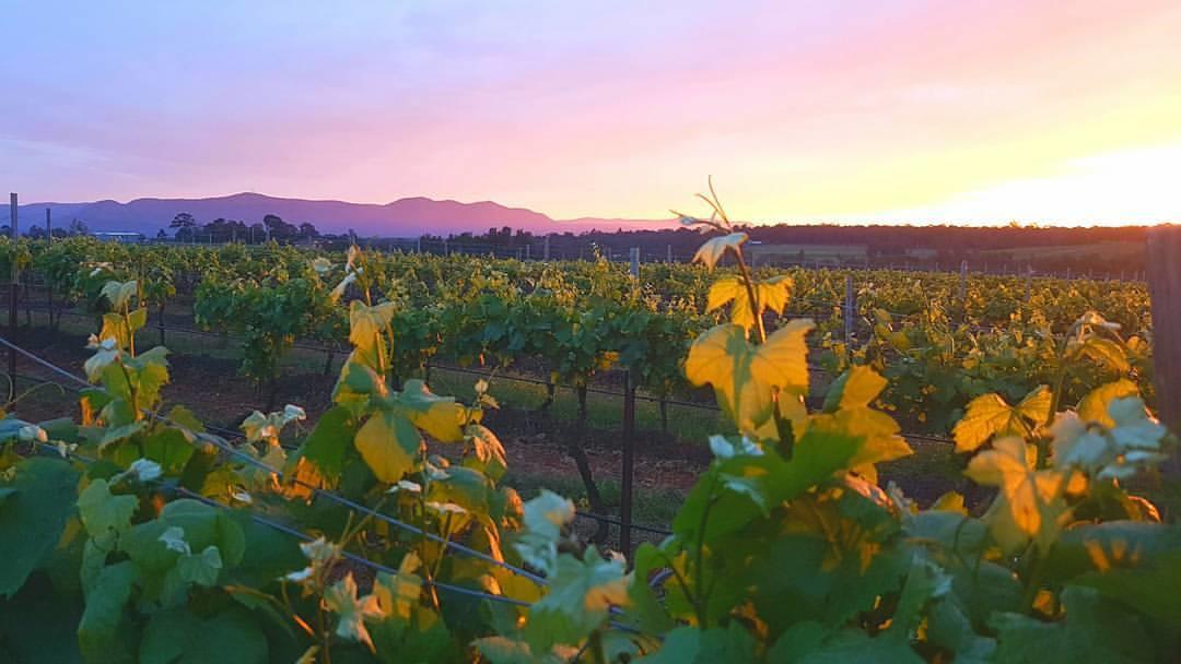 Red Door Collective - Rdc Vineyard Estate, Luxury Adult Only Stay Pokolbin Exterior foto